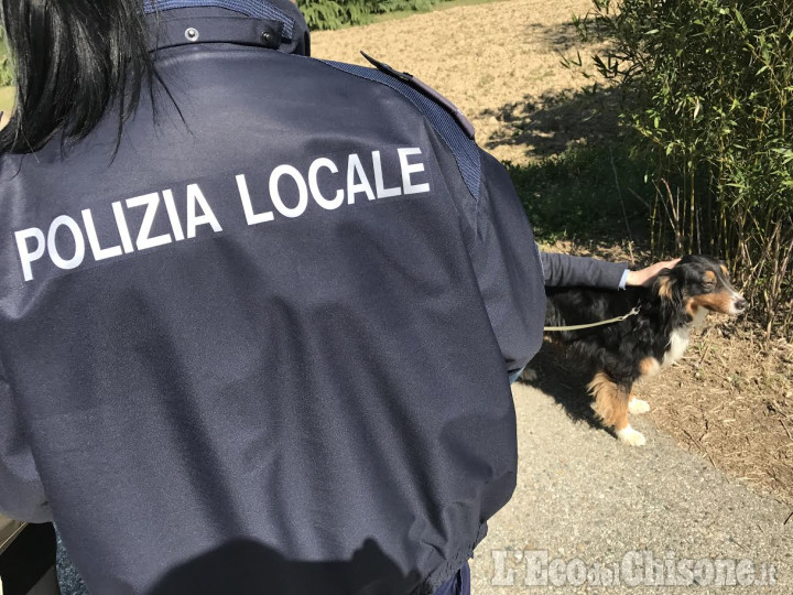 Nichelino: cane scappato, salvato dalla Polizia locale nei pressi della Ferrovia