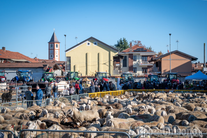A Volvera c'è la Fiera autunnale: mostra mercato, expo zootecnica e transumanza nel centro storico