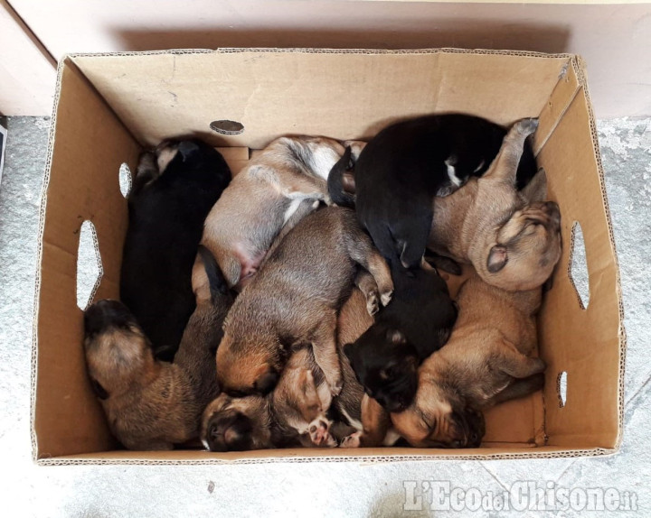 Revello: cuccioli abbandonati nella chiesa parrocchiale Collegiata