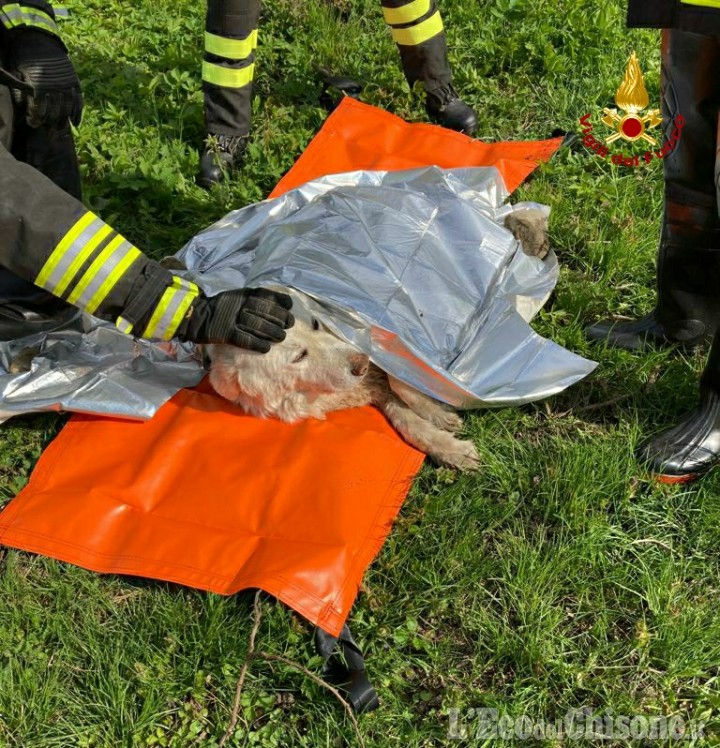 Cane salvato dai vigili del fuoco in un torrente a Garzigliana