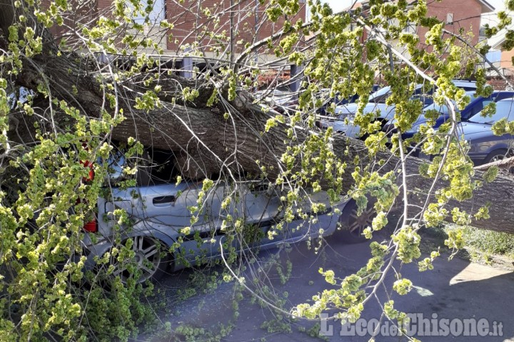 Volvera: albero cade per il forte vento e finisce su un'auto in via Garibaldi