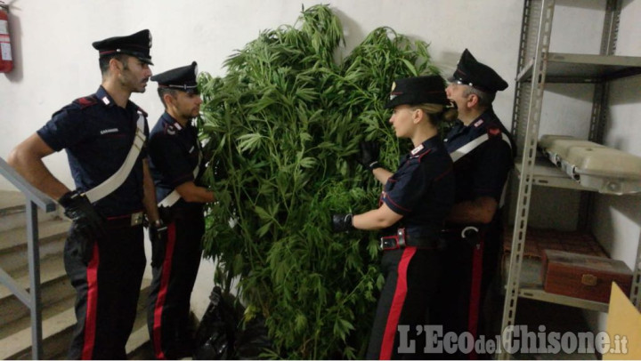 Porte: coltivava piante di marijuana, arrestato 56enne di Pramollo