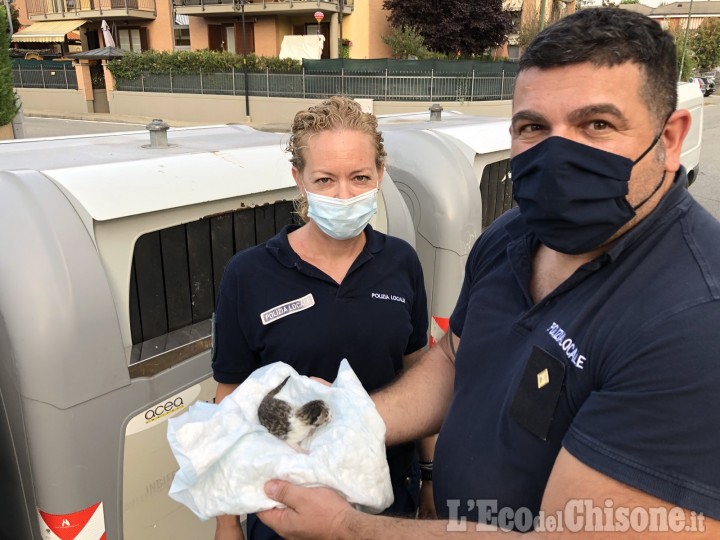 Volvera: gattino gettato nella spazzatura, salvato dagli agenti di Polizia locale