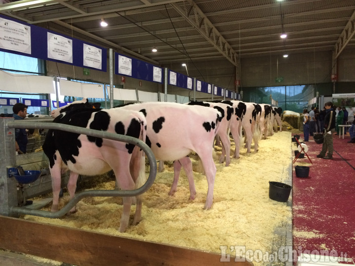 Buriasco, l&#039;allevamento Beltramino al top alla fiera di Cremona