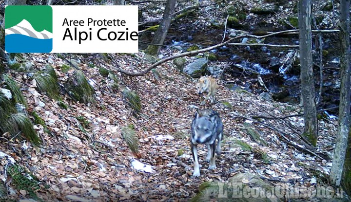 Forse avvistato il primo ibrido di lupo sulle Alpi Cozie