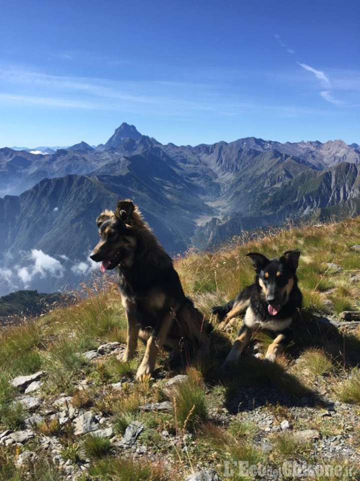 Cani del rifugio Lago Verde uccisi a Perrero: un uomo identificato e denunciato dai Carabinieri