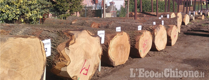 A Tuttomele la prima asta del legname di qualità del Piemonte