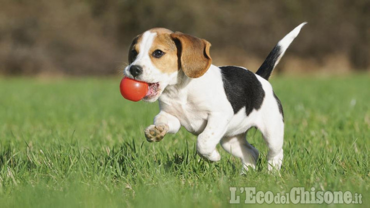 Nichelino: accoltellano padrone per rubargli il cane