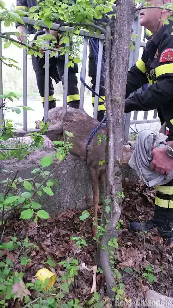 Luserna S.G.: Vigili del fuoco salvano capriolo incastrato nella ringhiera