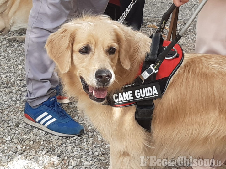 Val Pellice: la "Febbre del venerdì sera" con i Lions per l'acquisto di un cane guida
