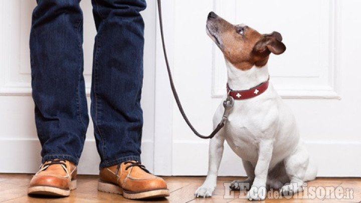 Pinerolo: Volontari del Comune portano a passeggio il cane di  anziani e persone in quarantema