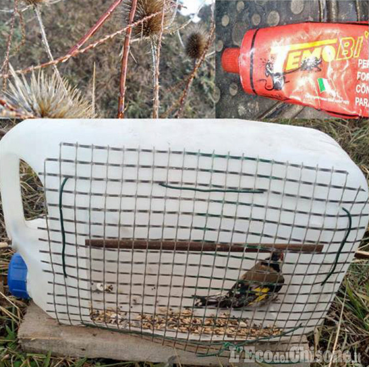 Pinerolo: catturava cardellini alla Porporata, denunciato dalle Guardie ecologiche