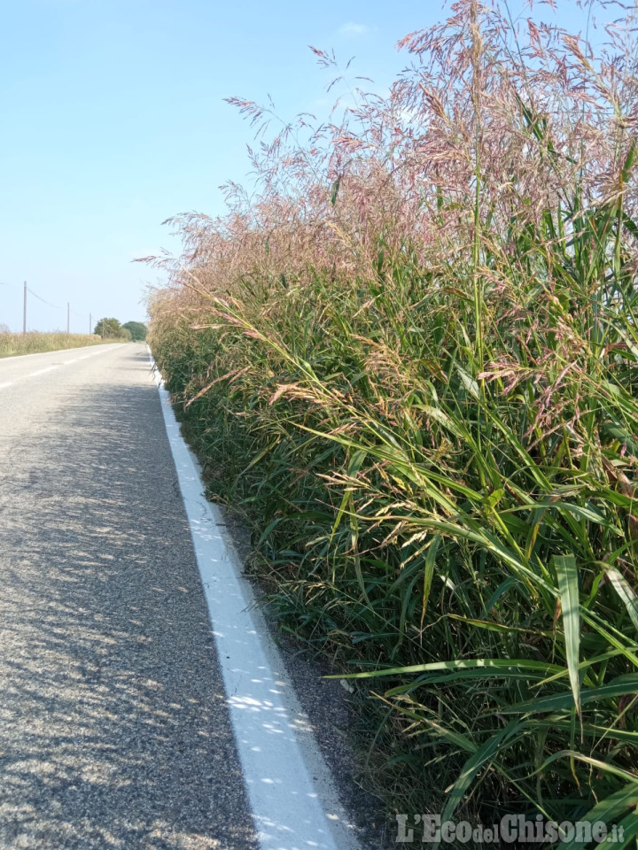 Buriasco-Cercenasco: le erbe invadono la strada, per i ciclisti sempre più rischi