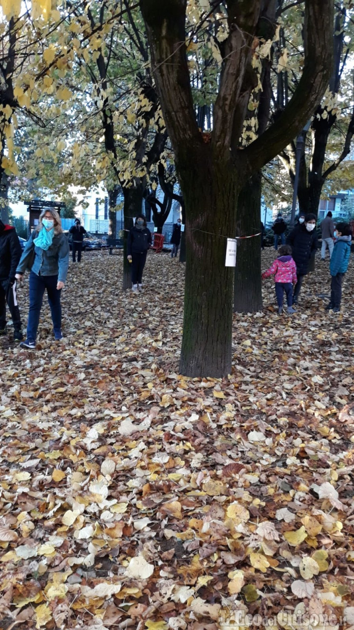 A Cumiana cresce la protesta per salvare i tigli dei Giardini Tassone