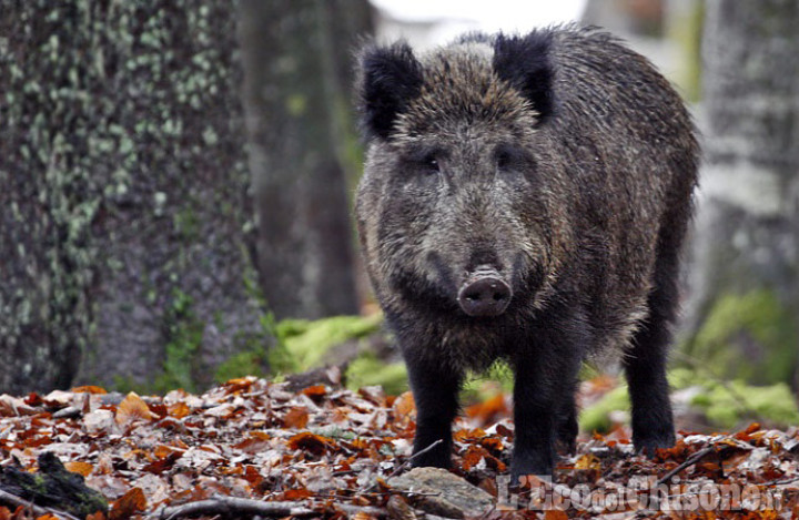 Al banco alimentare 2,4 tonnellate di carne di cinghiale abbattuti dalla Città metropolitana