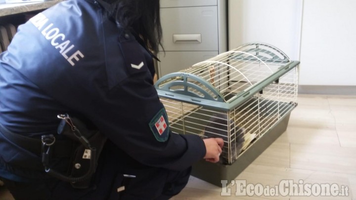 Nichelino: coniglietto domestico abbandonato salvato da Polizia locale