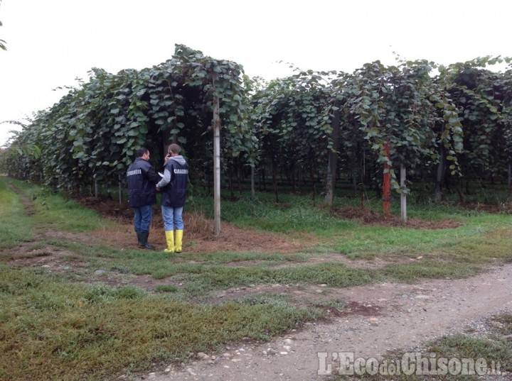 Lavoro nero nei frutteti del Saluzzese: 28 aziende irregolari e multe per 98mila euro