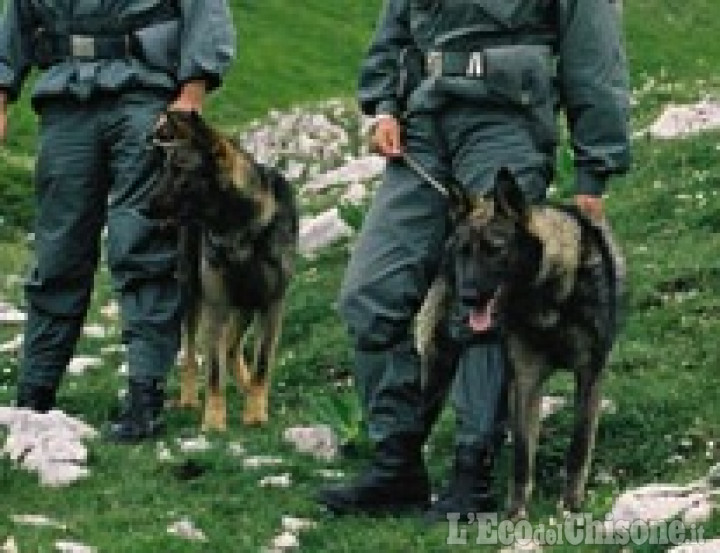 Cani avvelenati a Usseaux: la Forestale ha trovato le sostanze velenose