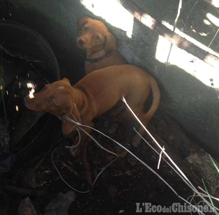 Nichelino: la Polizia locale salva due cagnolini abbandonati  in un fosso