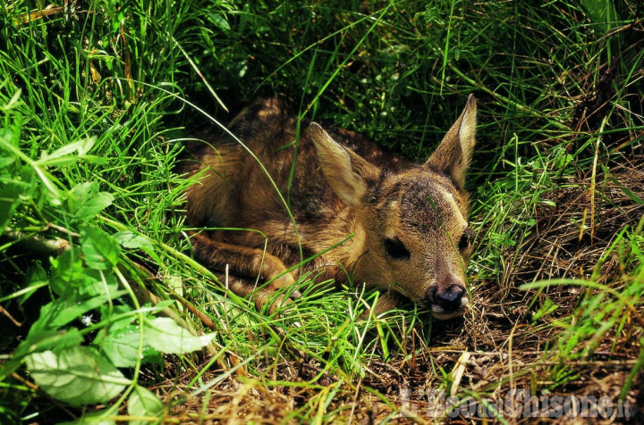 Se vedete cuccioli di capriolo o cervi durante le vostre passeggiate in montagna non toccatelo