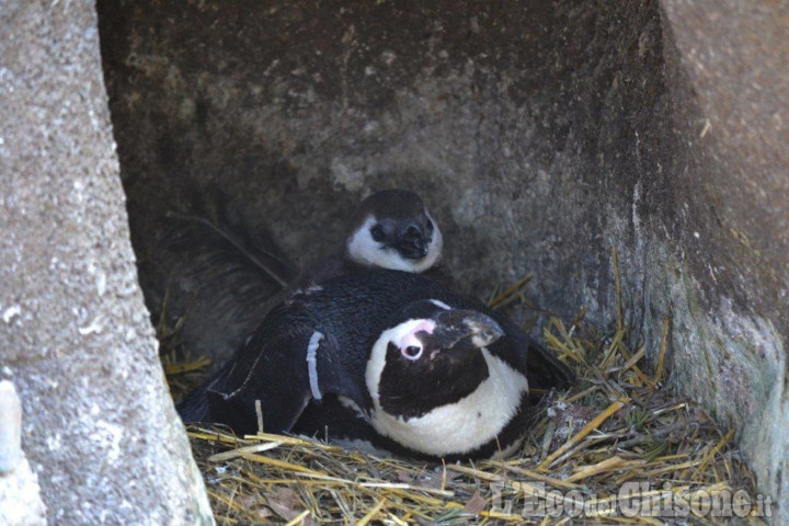 Il bioparco Zoom: «Vendesi habitat per pinguini»