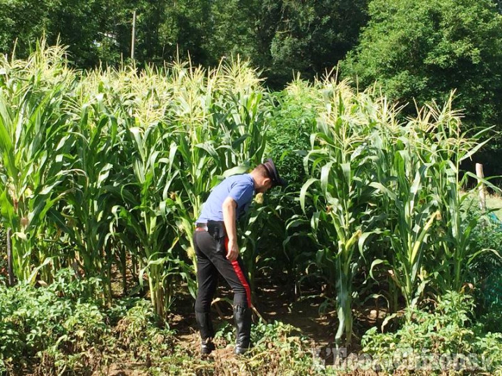 Saluzzo: coltivava hashish in un bosco, giovane denunciato