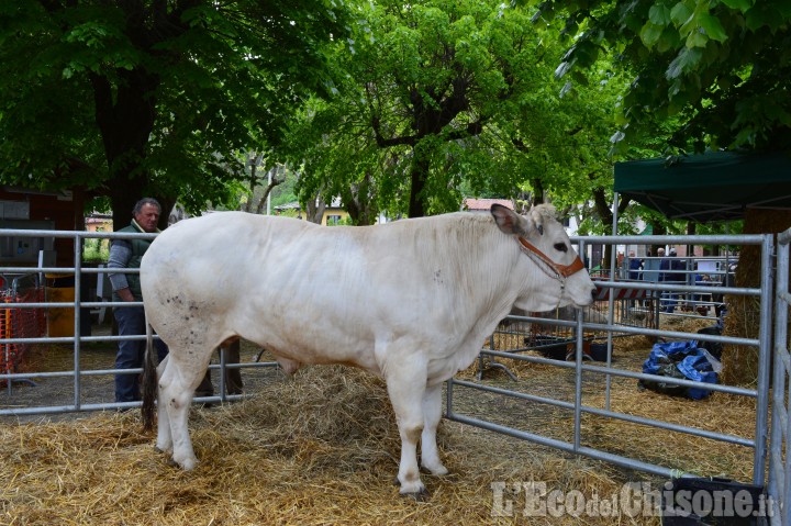 Cavour: fine settimana con la carne di razza piemontese nelle piazze e in tavola