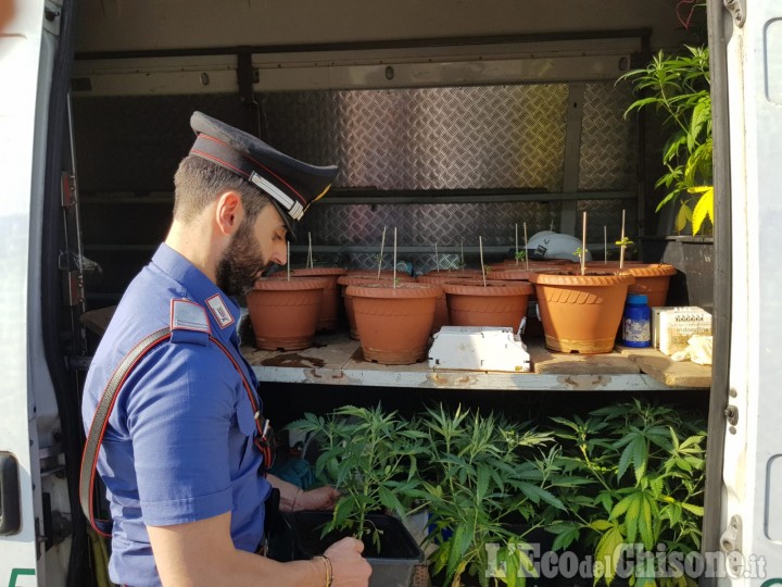 Nichelino: piantagione di marijuana nel parco di Stupinigi, denunciato albanese