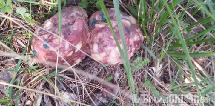 Esche avvelenate: un cane muore a Roure, indagini in corso