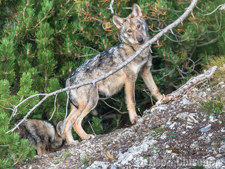 Lupo. pubblicato il monitoraggio nazionale: 946 esemplari stimati sull'arco alpino