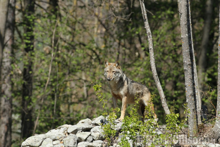 I ricercatori di Life WolfsAlps: «Di lupo di deve parlare, ma senza allarmismi»