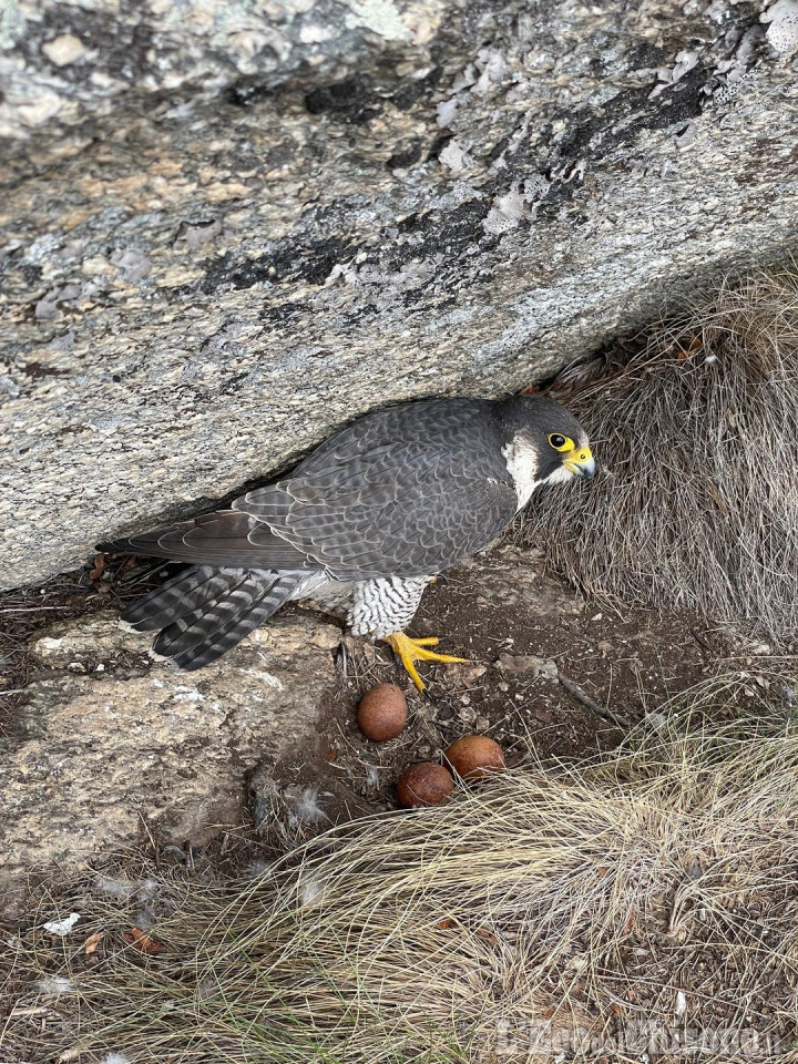 Rocca Sbarua: il falco pellegrino sta nidificando sulle placche gialle tra due vie di arrampicata