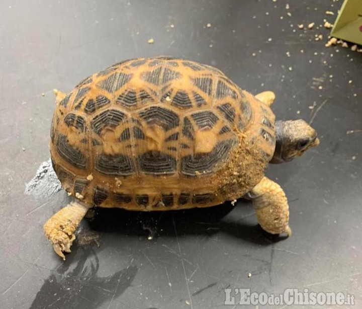 Nichelino: tartaruga rarissima abbandonata in un parco, recuperata dai carabinieri forestali