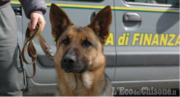 Controlli della Finanza con il cane antidroga, denunciato un 25enne di Pinerolo