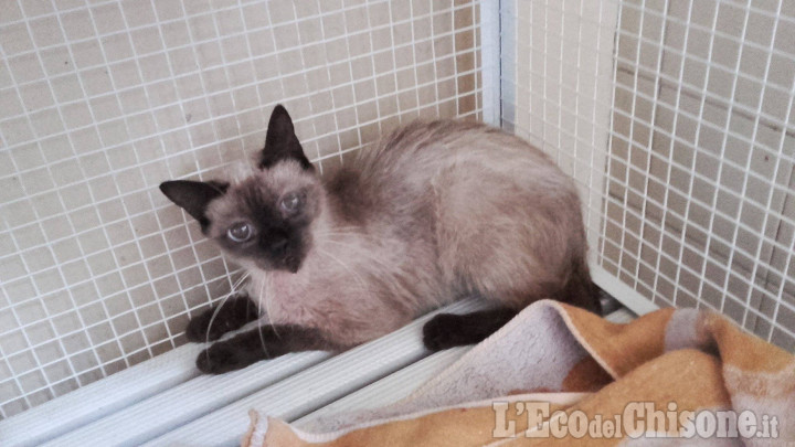 La gattina caduta dal campanile si sta riprendendo, la Croce Blu in tilt per le tante richieste di informazioni