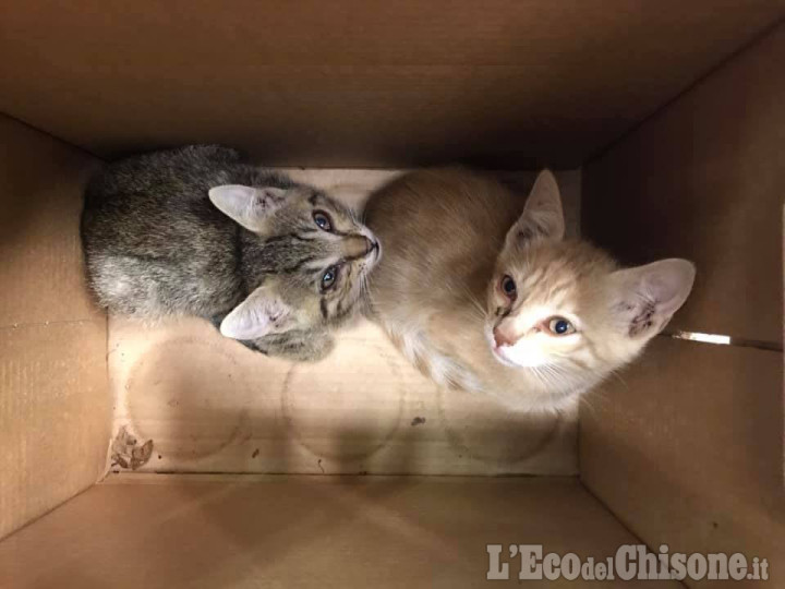 Una famiglia di Villar Perosa ha ripreso i gattini abbandonati: «Ce li avevano rubati»