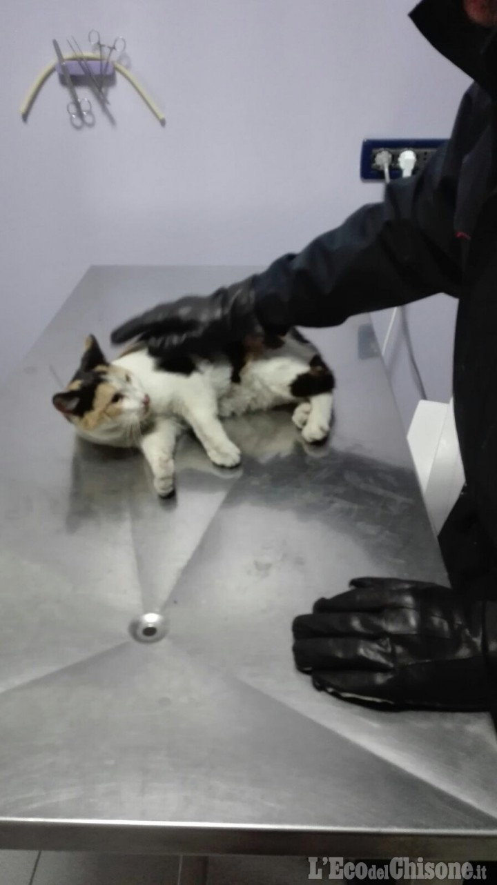 Pinerolo: i carabinieri salvano un gatto investito in via Lequio