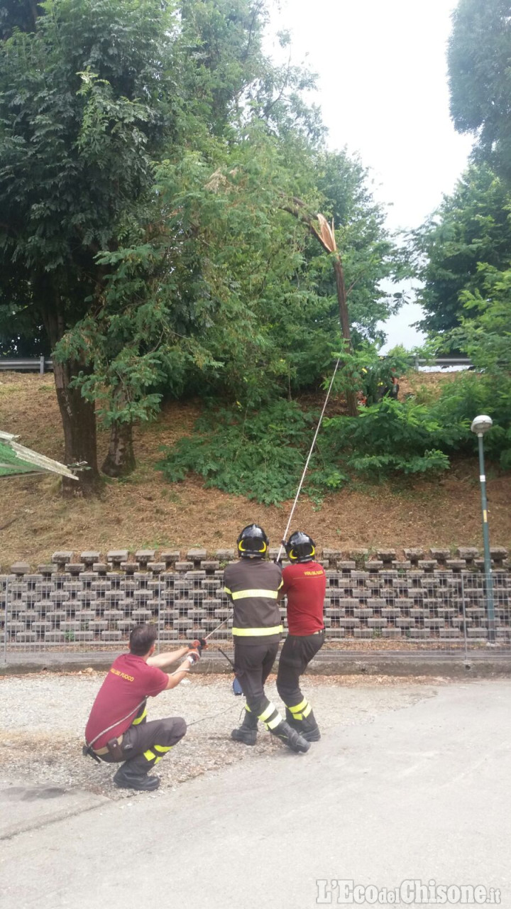 Pinerolo: albero caduto in via dei Martiri, Vigili del fuoco all&#039;opera