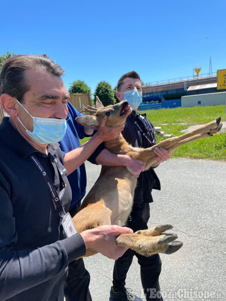 Luserna S.G.: liberato capriolo intrappolato alla ex-Microtecnica