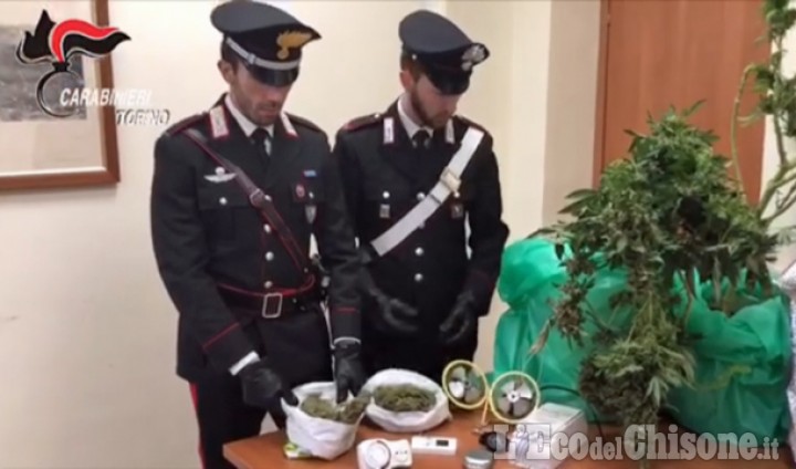 Frossasco: coltivava marijuana in cantina, arrestato 28enne