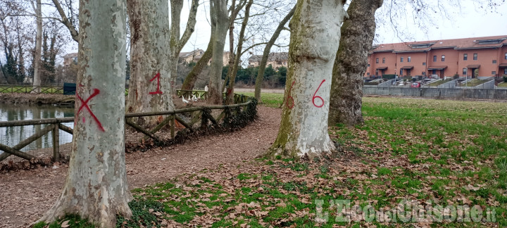 Vinovo: nuovi tagli di alberi attorno al laghetto del Castello