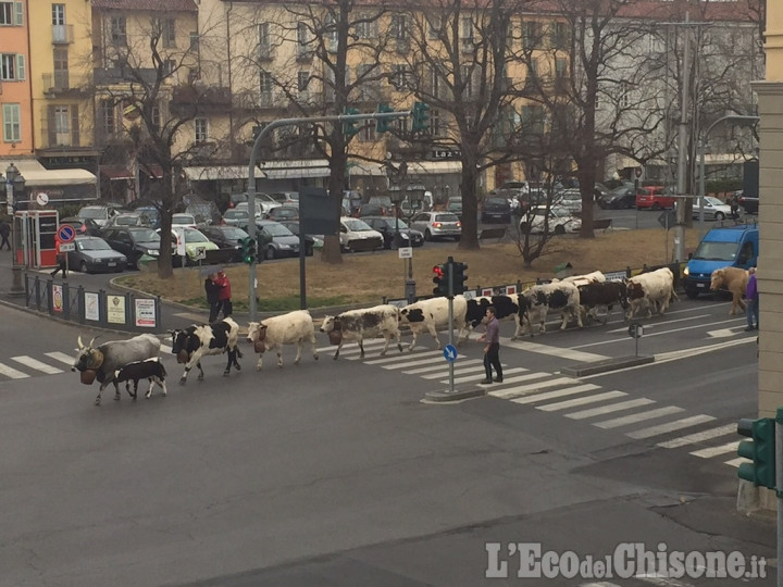 Mandria a spasso in centro a Pinerolo