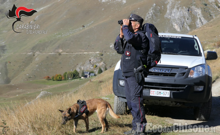 Bocconi avvelenati, maxi operazione dei carabinieri forestali anche in Valle Po