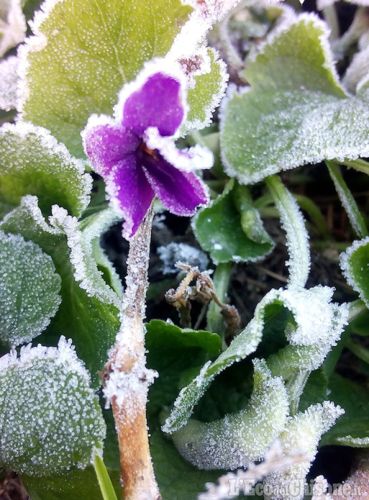 La foto vincitrice della settimana: la primavera non può attendere