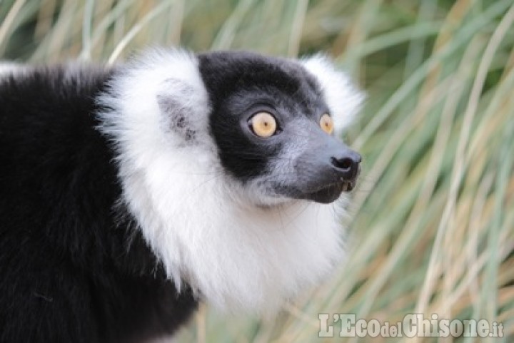 La famiglia dei lemuri del bioparco Zoom cresce con Kakao e quattro sorelle