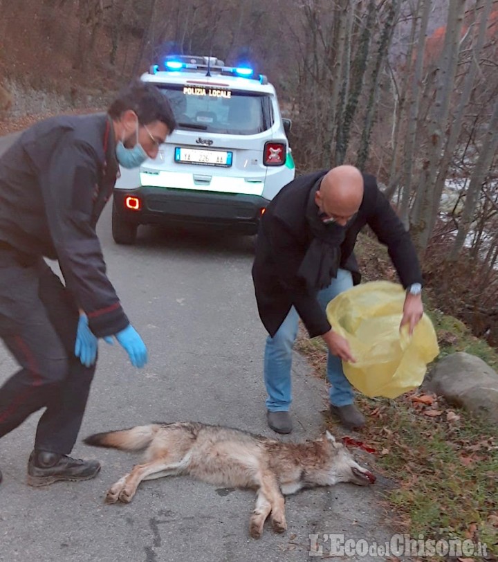 Val Pellice: investito lupo ad Angrogna