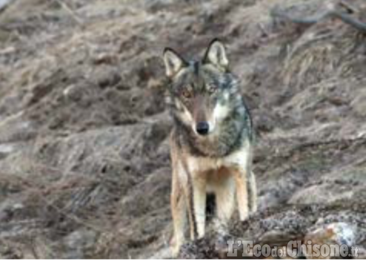 Danni da lupi: 300mila euro stanziati dalla Regione per indennizzi diretti e prevenzione