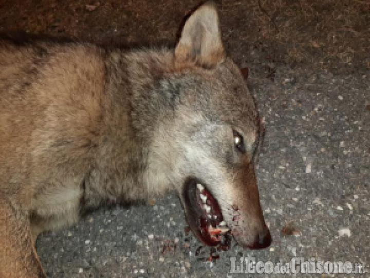 Bibiana: lupo travolto e ucciso da un'auto