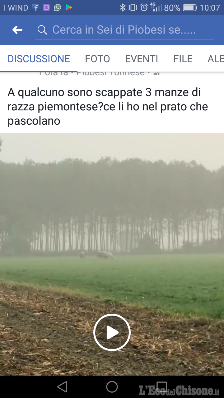 Mucche scappano da cascina tra Piobesi e Candiolo, ritrovate grazie a Facebook