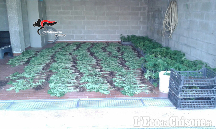 Maxi coltivazione di marijuana su un terreno demaniale a Lombriasco
